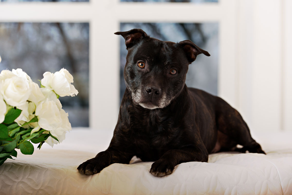 contact save the staffy